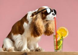Pet Care Tips for Summer: Keep Your Pets Safe, Cool & Comfortable