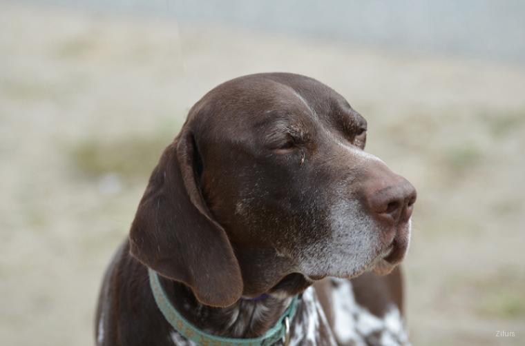 German Shorthaired Pointer