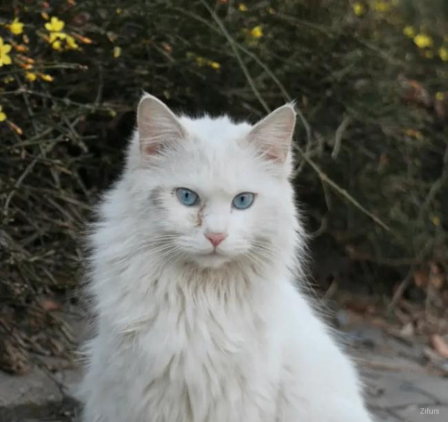 Turkish Angora