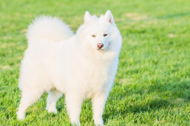 Samoyed