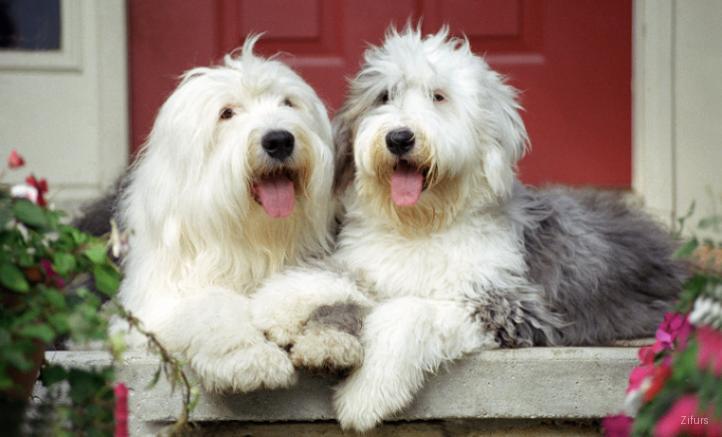English sheepdog