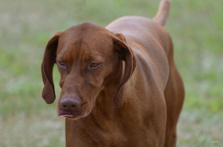 Vizsla