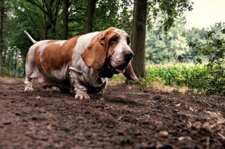 Basset Hound