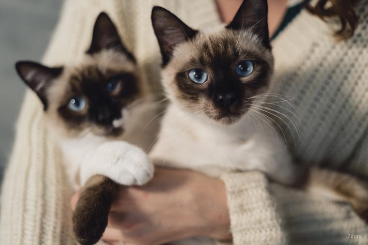 Siamese