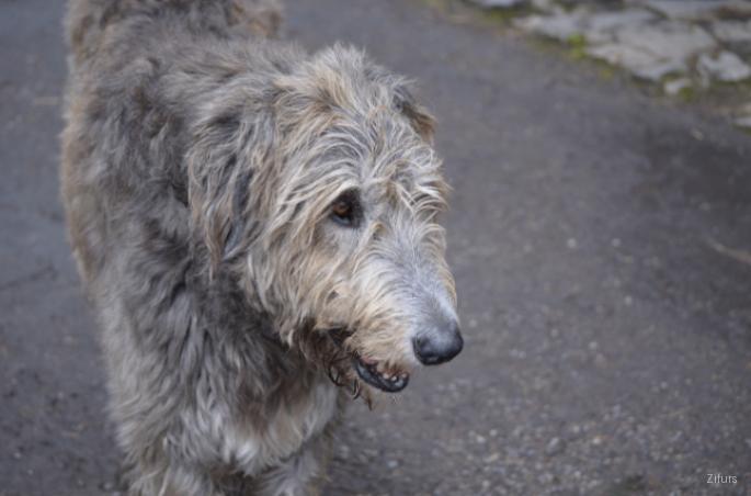 Irish Wolfhound