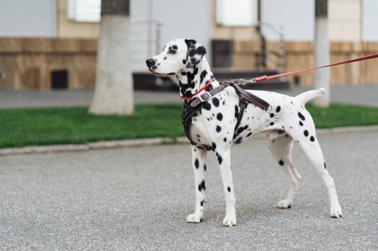 Dalmatian