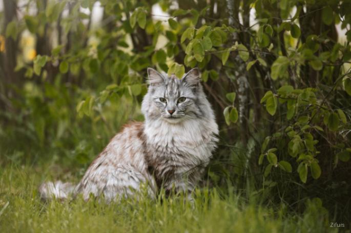 Norwegian Forest