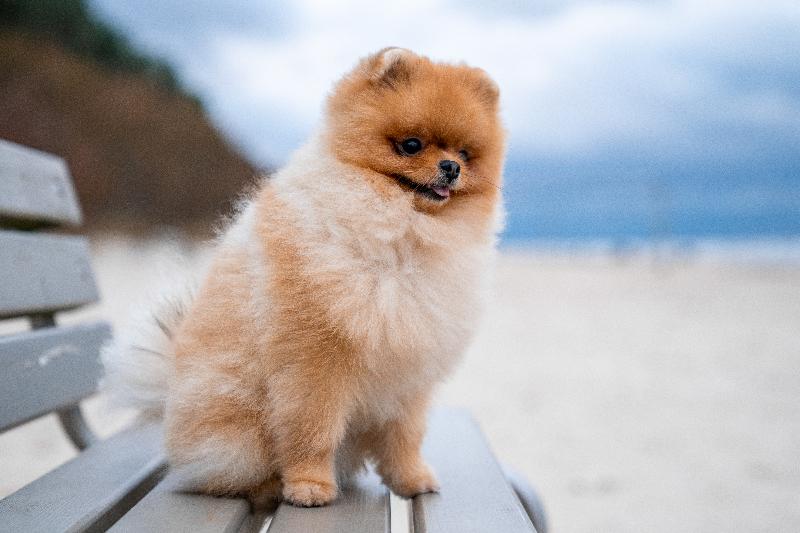 Pomeranian