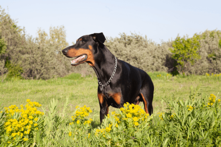 Doberman
