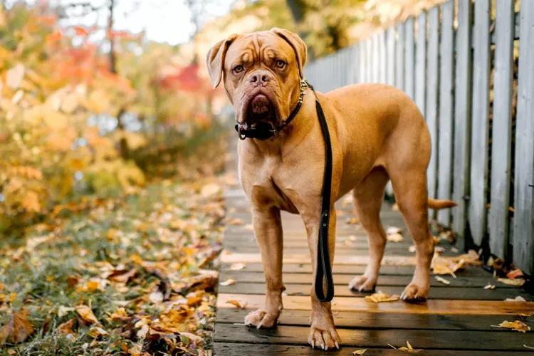 French Mastiff