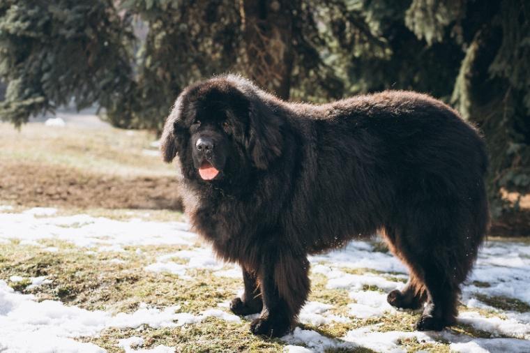 Tibetan Mastiff
