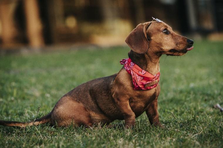 Dachshund