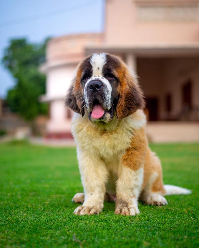 Saint Bernard