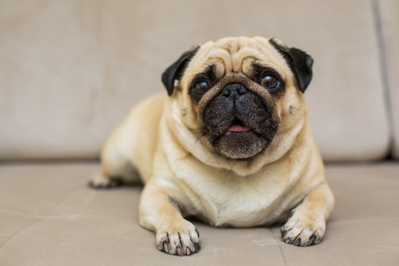 Pug