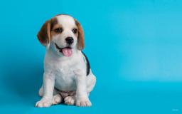 The Complete Puppy Care Guide: From First Week to First Year
