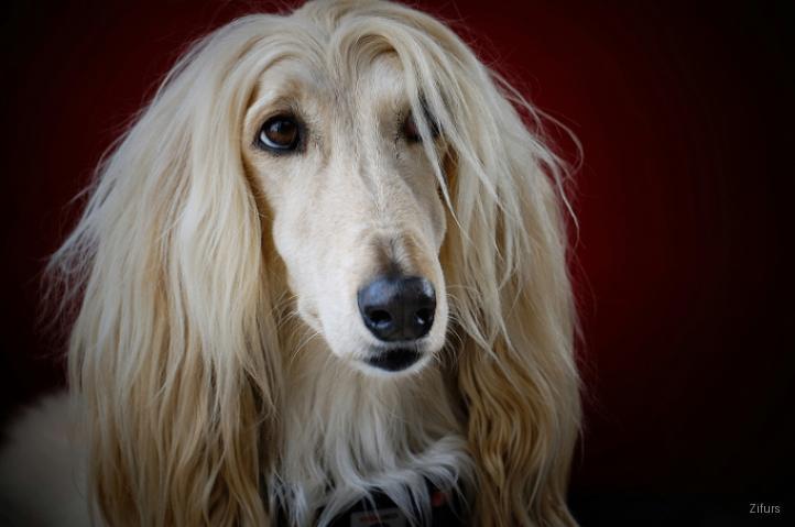 Afghan hound