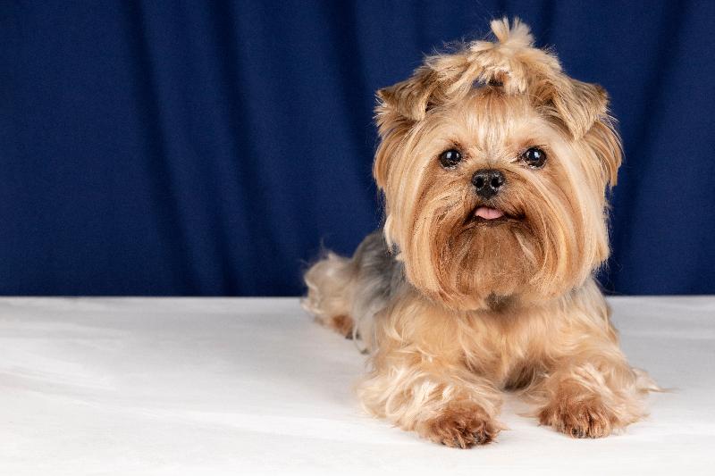Lhasa Apso