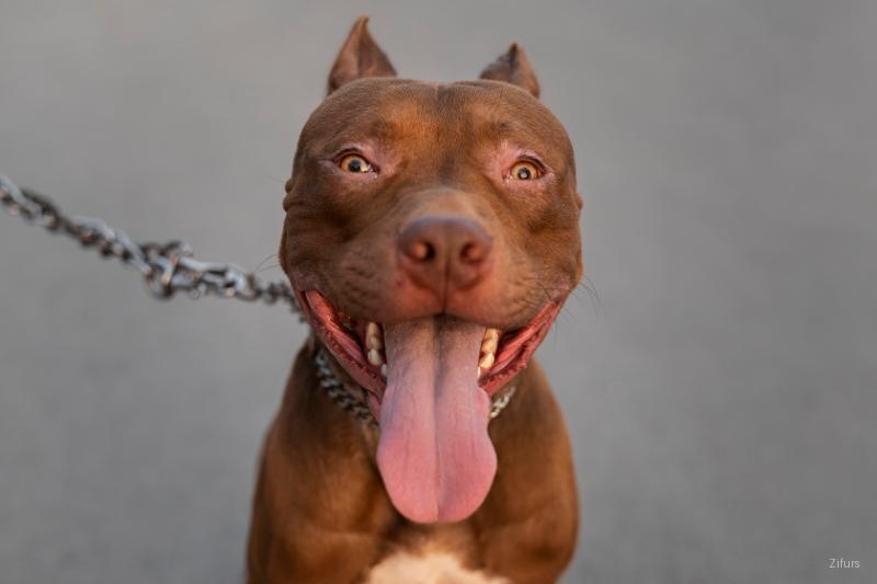 Pitbull