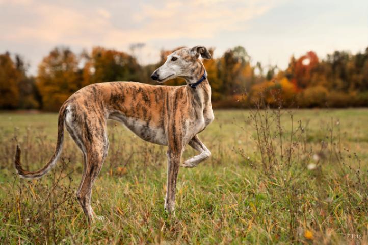GreyHound