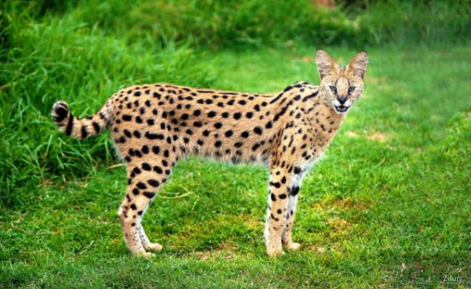 Savannah Cat