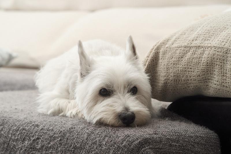 Maltese