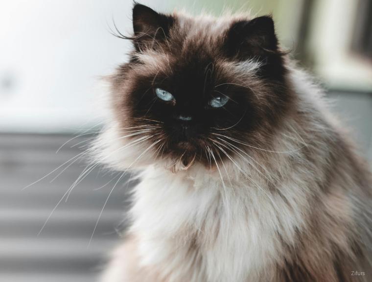 Himalayan