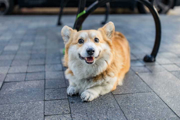 Corgi