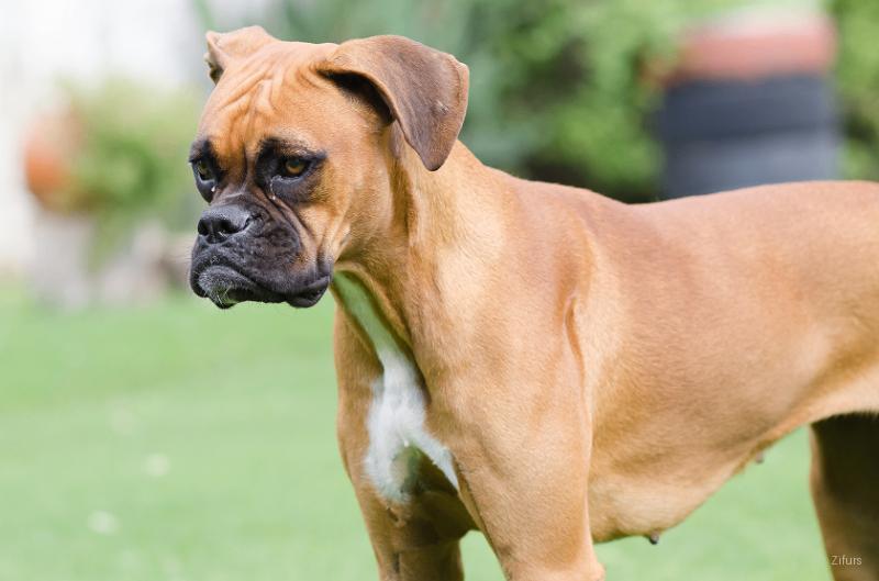 Boxer