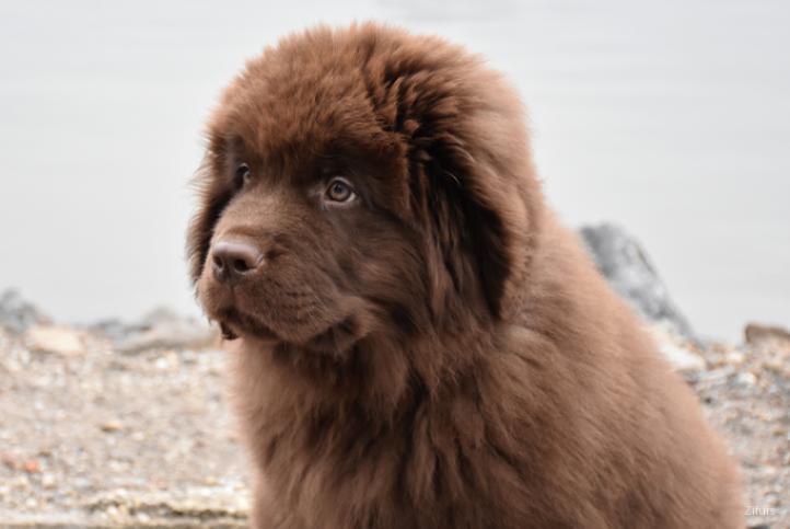 Chow chow