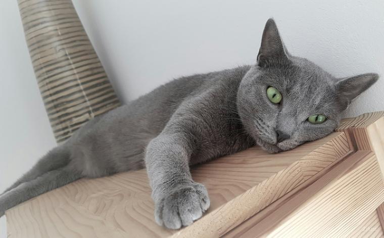 Korat