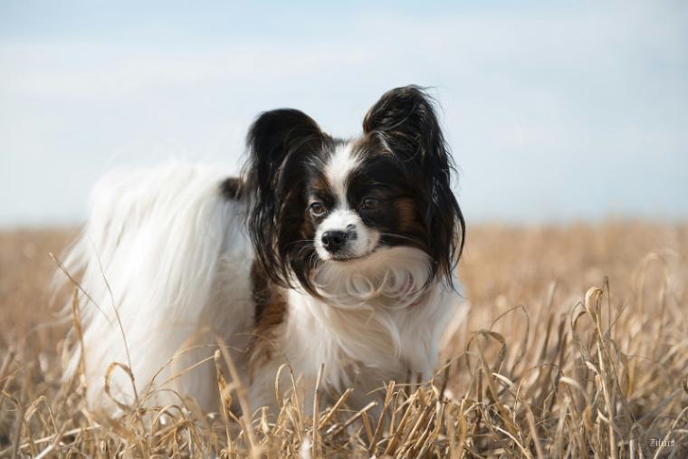 Papillon