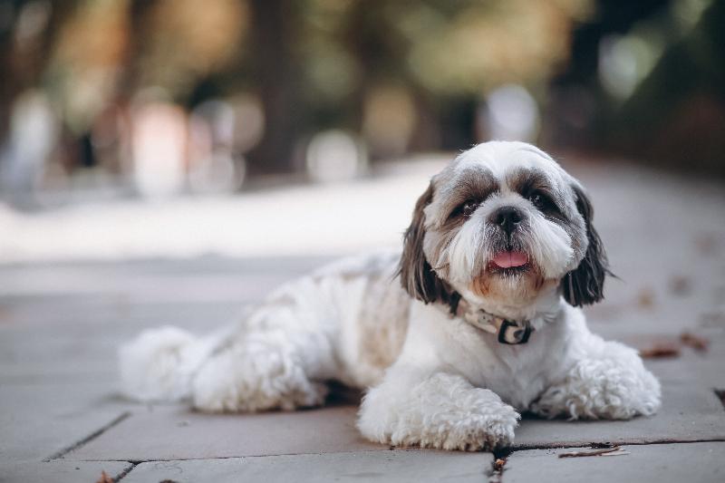 Shih Tzu