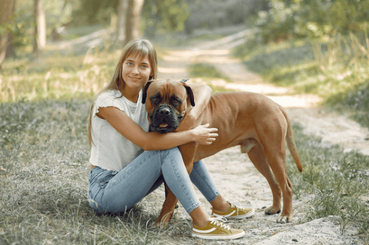 English Mastiff