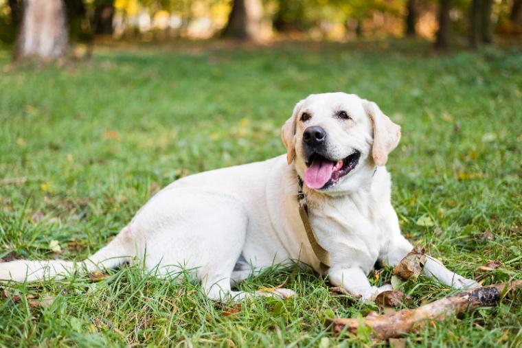Labrador retriever
