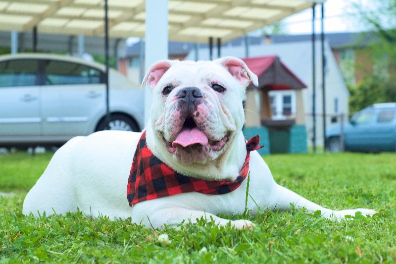 Bulldog
