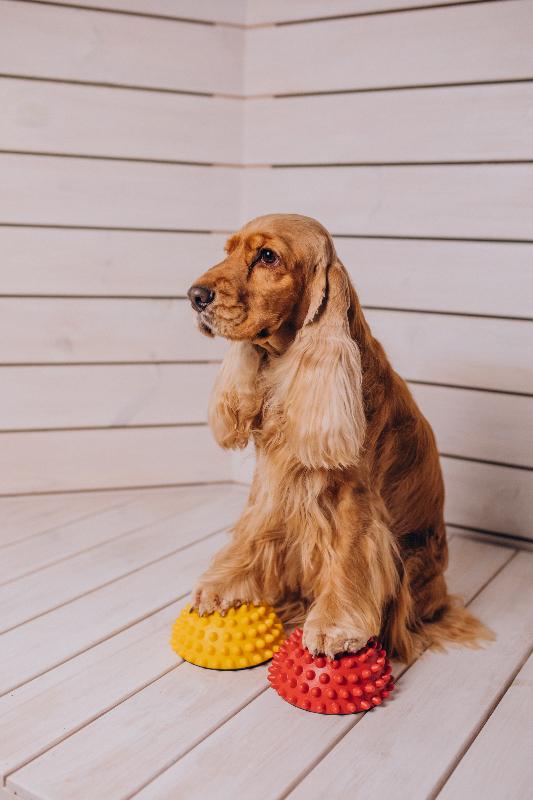 Cocker Spaniel