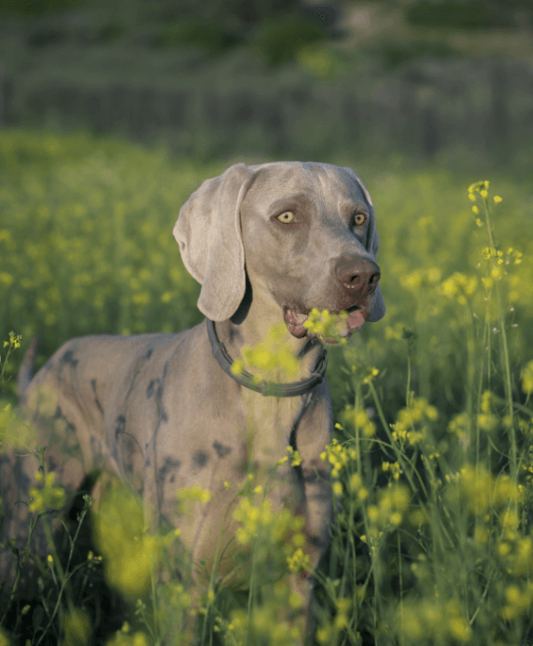 Great dane