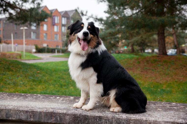 Border Collie