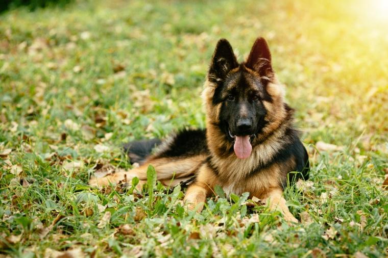 German shephard