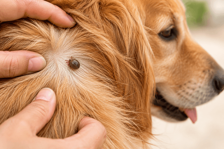 Tick Fever in Dogs: Symptoms, Causes, Treatment & Prevention