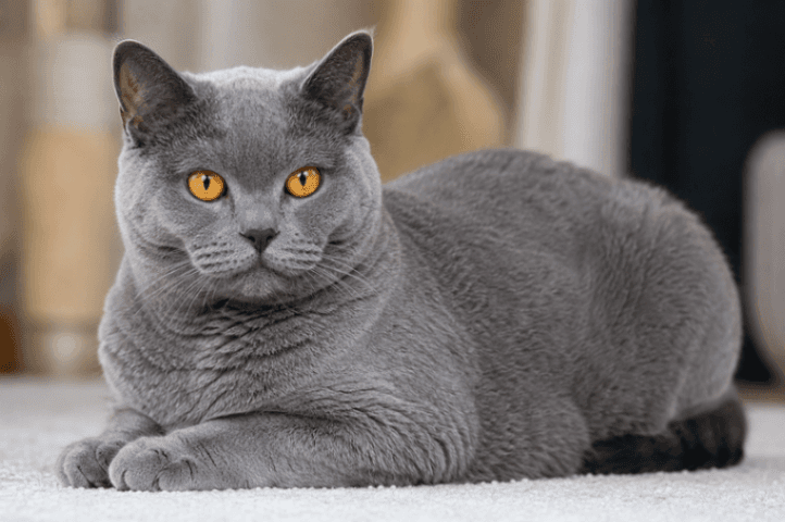 Chartreux