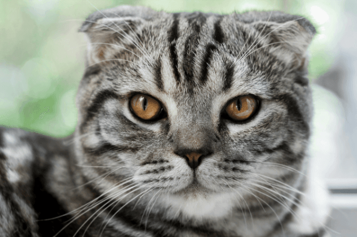   American Curl
