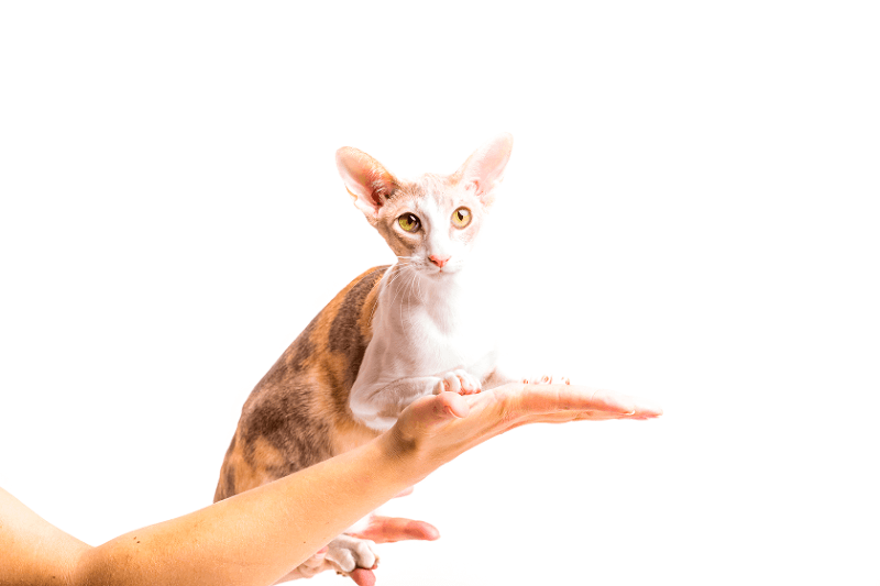   Cornish Rex