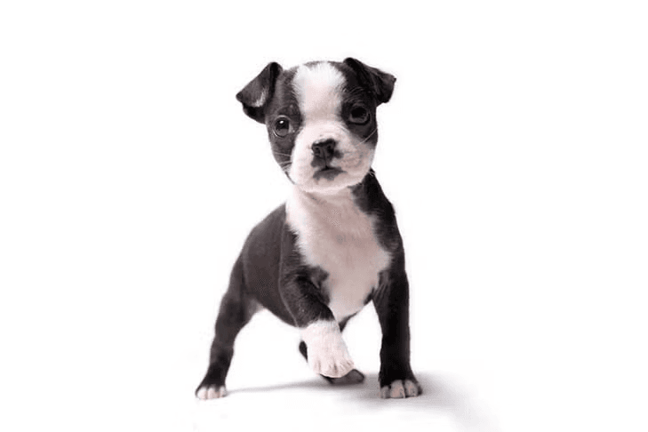 Boston Terrier