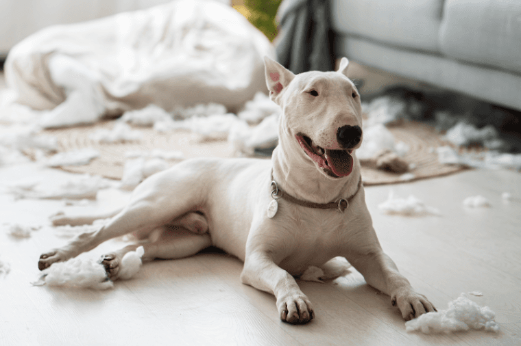 Bull Terrier
