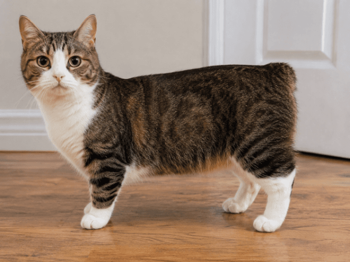 Manx
