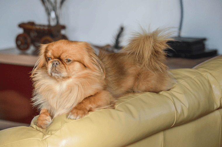 Pekingese