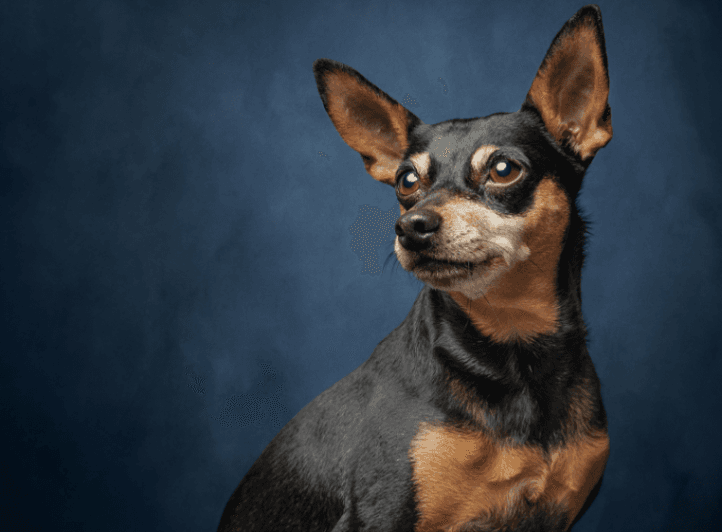 Miniature Pinscher