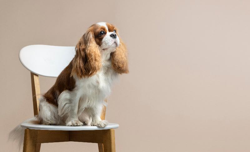 Cavalier King Charles Spaniel