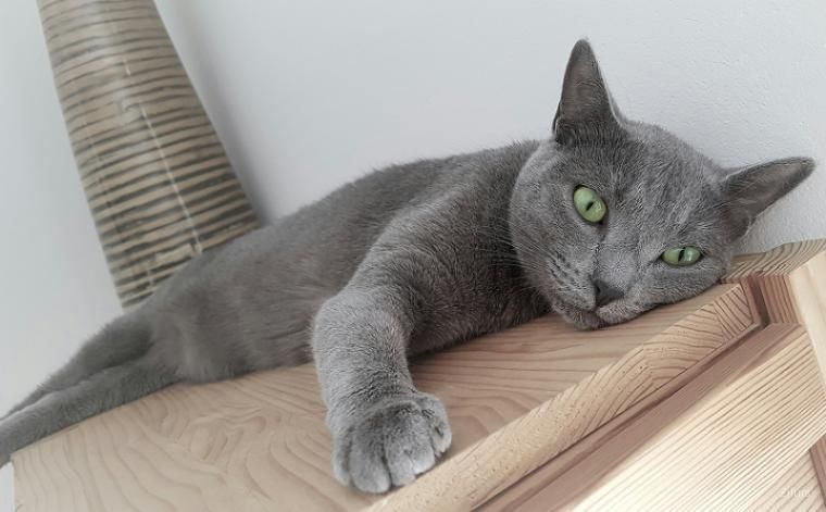 Korat